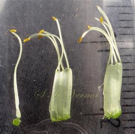  Stamens